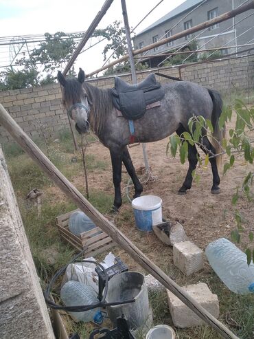 yorğa at: Erkək, il: 5, Ünvandan götürmə