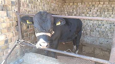 Коровы, быки: Продаю | Бык (самец) — 12