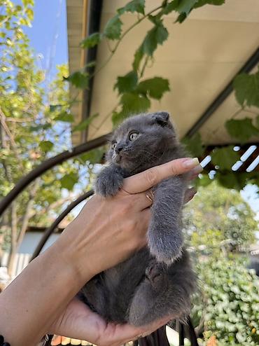 кошка майкун: Скотиш Фолд (Шотландская вислоухая), 2 месяца, Мальчик, Голубой, Приучена к лотку — 3