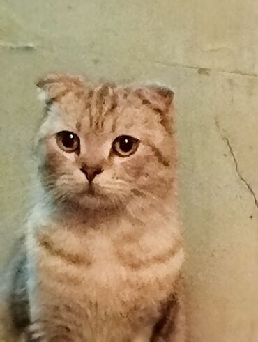 сибирский кот цена: Отдам кота в добрые руки ласковый к лотку приучин