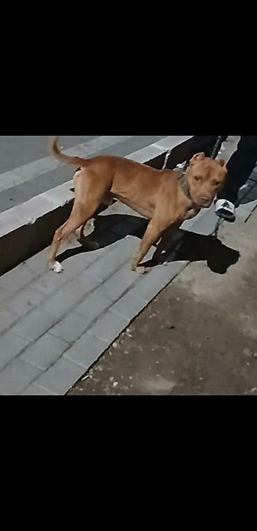 golden it: Pitbul, 1 il, Erkək — 2
