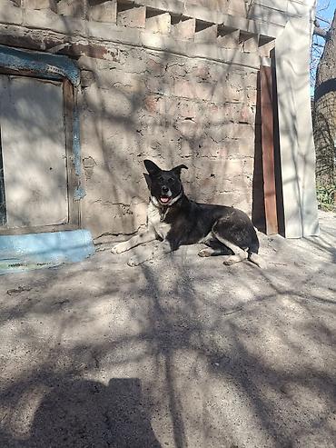 Продажа собак: Колли, 7 месяцев, Самец — 5