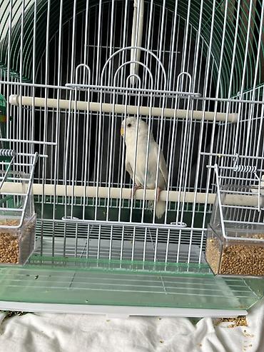 kucne kosnice: Na prodaju Agaponis Tigrica (Albino) Starost: 3 meseca Osobine — 1