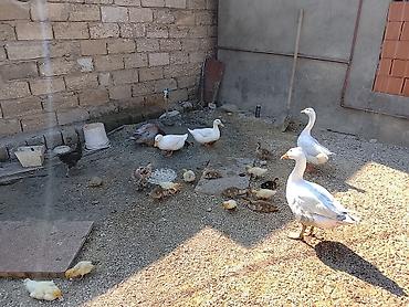 Qazlar: Qaz və ördək sürüsü satılır - Növ: ev quşları – ağ və boz qazlar, ağ — 3