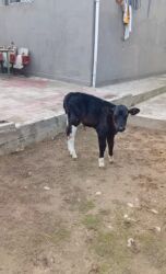 животные в добрые руки: Erkək buzovdur