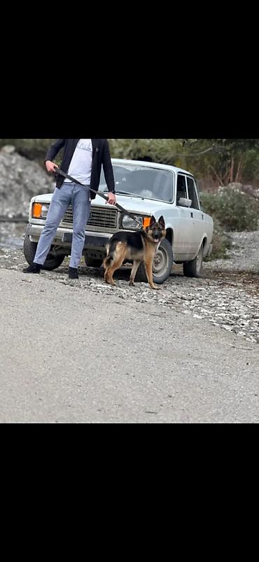alman ovcarkası satılır: Alman çoban iti, 2 il, Erkək, Peyvəndli — 2