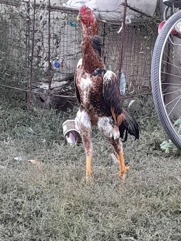 Volkswagen: Volkswagen Golf: 1989 г., 1.8 л, Механика, Бензин, Универсал — 2