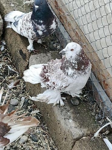 Göyərçinlər: Dekortiv göyərçinlər 30.50 arası super hazır cüt dekorativ — 9