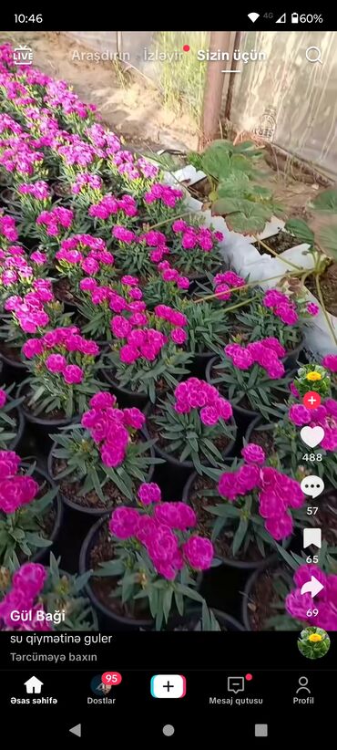 Landşaft işləri: Bütün növ ağcların qazonun güllərin biçilməsi sulaması dərmanlaması — 11