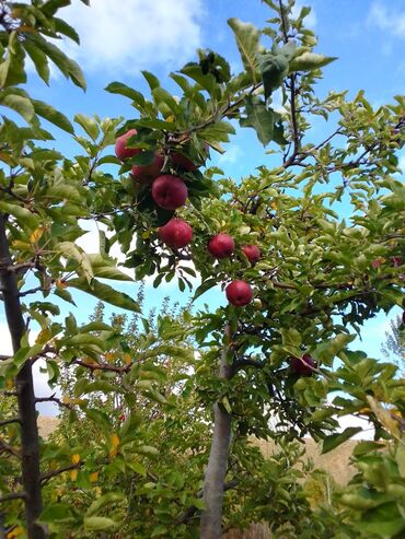 Яблоки: Яблоки — 12