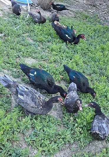 Ördəklər: Erkək, Ətlik, Pulsuz çatdırılma — 2