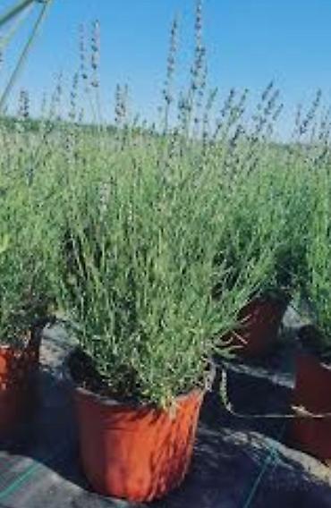 Semena i sadnice: Lovor višnja – sadnice u saksiji - Zimzelene sadnice Prunus — 7