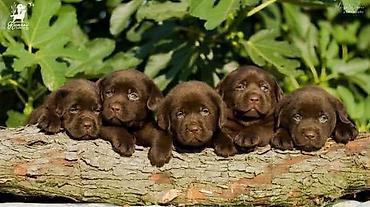 Psi: Labrador Retriver štenci, čokoladni Labrador Retriver štenci u ponudi — 9