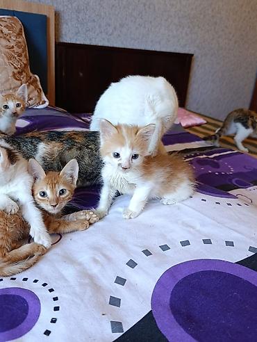 sirin pişik balalari: Yavru pişiklər – müxtəlif rənglərdə və naxışlarda - Balaca, mehriban — 2