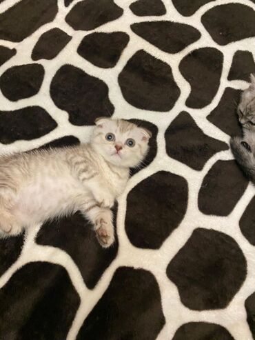 Pişiklər: Britan yastı qulaq, Erkək, Dişi, Yaxşı əllərə, Ünvandan götürmə, Pulsuz çatdırılma, Ödənişli çatdırılma — 66