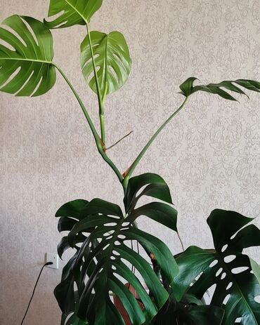 xlorofitum bitkisi: Iri yarpaq monstera