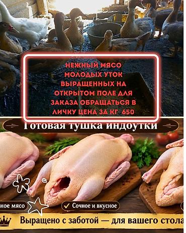 Нежное мясо молодых уток. - Утки выращены на открытом выгуле. -