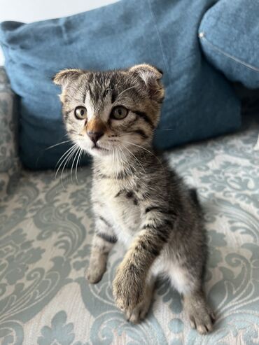 сибирская кошка: Вислоухий котёнок окраса табби. Мальчик 2 месяца.Приучен к лотку.Очень