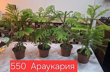 комнатные цветы бишкек гулназ: Продаю комнатные растения. Елка комнатная араукария драцена — 1