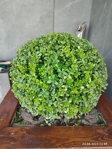 купить самшит: Самшит (Buxus sempervirens) в формировке шар - Компактная — 1