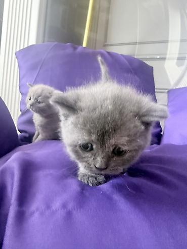 Pişiklər: Britan — 9