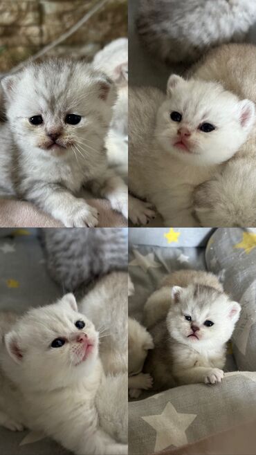 Продажа кошек: Скотиш Фолд (Шотландская вислоухая), 1 месяц, Девочка
