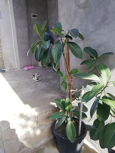 banan agaci: Geniş yarpaqlı “Ficus elastica” (rezin ağacı) saksı bitkisi - Növ — 2