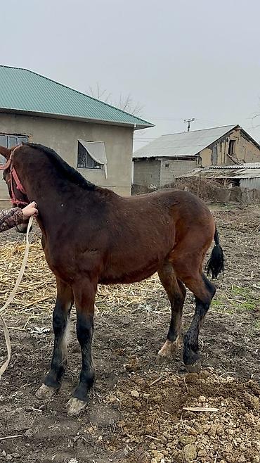 Лошади, кони: Продаю | Конь (самец), Жеребенок | Для разведения, Конный спорт at lalafo.kg — 4 Лошади, кони: Продаю | Конь (самец), Жеребенок | Для разведения, Конный спорт — 4