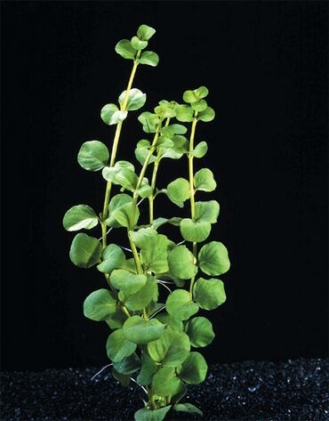 Akvarium aksessuar və ləvazimatları: Təbii akvarium bitkiləri, balıqlar, krevetkalar, gübrələr və s — 4