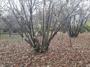 Həyət evləri və villaların satışı: 5 otaqlı, 150 kv. m, Kredit yoxdur, Orta təmir — 5