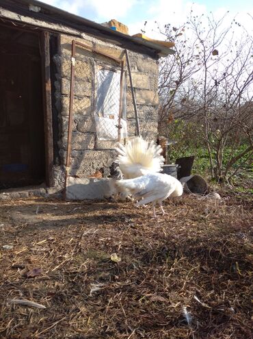 Tovuz quşları: Salam aleykum. Satışda bir cüt ağ tovuzquşu var. 6 ayliqdirlar. cütü — 5