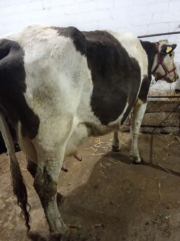 карова дойных: Продаю | Корова (самка) | Голштин, Алатауская | Для разведения, Для молока | Стельные, После отела, Привязанные