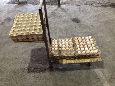 Продаю яйца C1 C2 оптом доставка по городу Бишкека от 360 шт