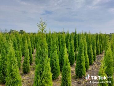 Tinglər: Xurma (persimmon) tingləri – torf komları ilə - Növ: şirin xurma — 8