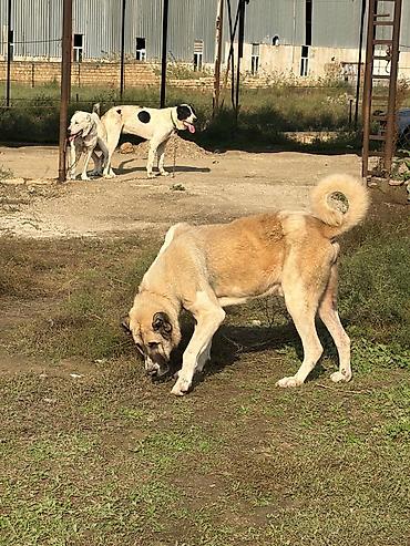 i̇t pudel: Qurdbasar, 3 il, Erkək, Peyvəndli, Rayonlara çatdırılma — 2