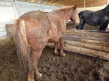 Лошади, кони: Продаю | Кобыла (самка), Конь (самец), Жеребенок | На забой, Рабочий — 2