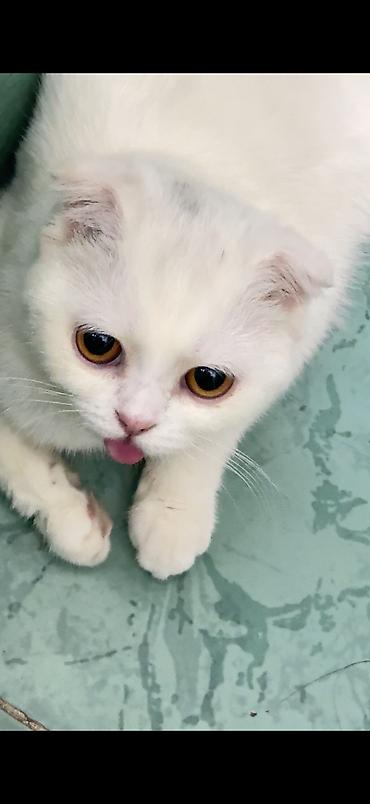 Продажа кошек: Скотиш Фолд (Шотландская вислоухая), 2 месяца, Девочка, Белый, Приучена к лотку — 2