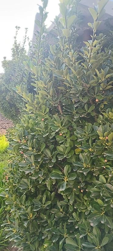 cokə ağacı satılır: Her zaman yaşıl qalan ağaclar satılır hər biri min manat 3 ədədi — 2