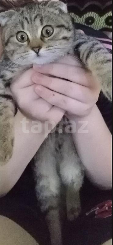 Şotland lalafo.az -da Şotland