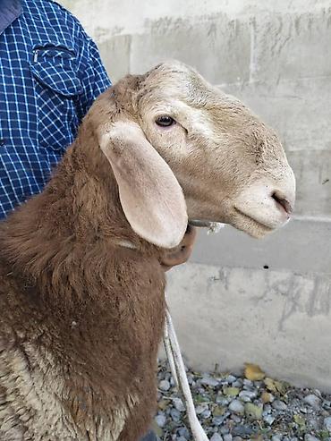 продам лотки для яиц бу: Продаю | Баран (самец) | Арашан | На забой, Для разведения | Племенные, Осеменитель — 1