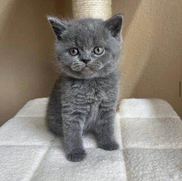 britan pişiyi: British Short Hair Ready We have a beautiful British Blue Short Hair