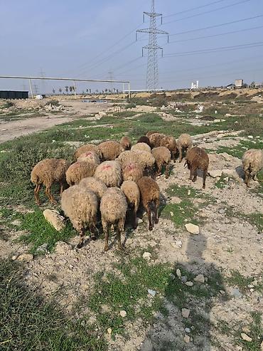 cins qoyunlar satilir: 23 dənə Qoyun sürüsü – ədədlik və ya birlikdə - Yaklaşık baş yerli — 2