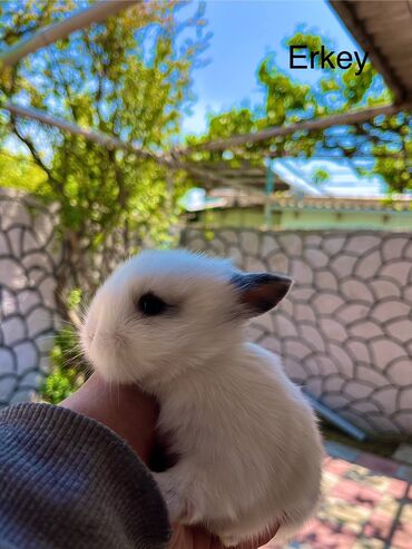 Dovşanlar: Salam🖐🏻. Müxtelif karlik reng seçimleri ve sortları var 🎁 ad — 9
