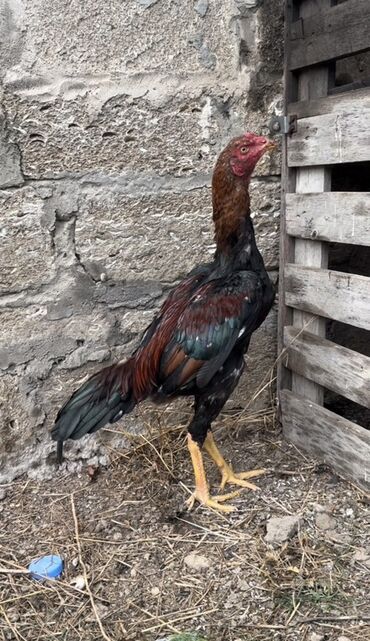 кане корсо цена: Петух, Heyrati, лет: >5