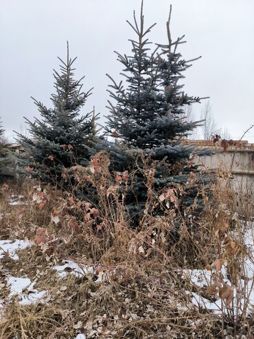 Другие виды семян и саженцев: Пр-ся голубые ели, 8 шт