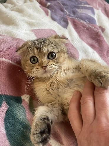 шинш: Шотландский вислоухий котёнок - Порода: шотландская вислоухая (fold) — 2
