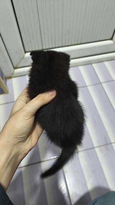 Pişiklər: Yaxşı əllərə — 6