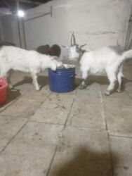 Коровы, быки: Şəkildəki 6 aylıq çəpişlər satılır. Çəpişlərin üçü dişidir, biri isə