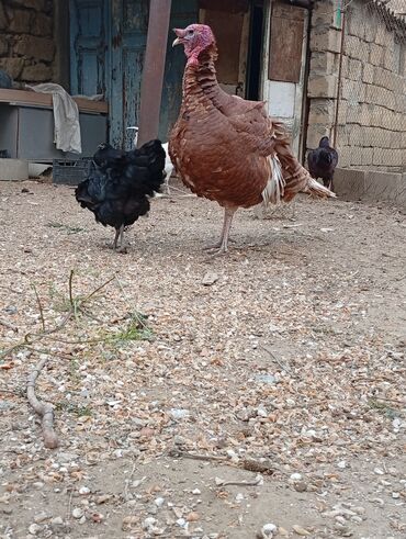 Hinduşka: Qırmızı kanada Hinduşka balalarının satışı başlayıb hər həftə olacaq — 8