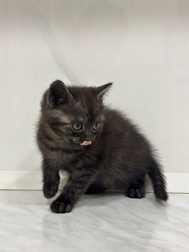 Pişiklər: Təsvir:
- qiymətdə razılaşma var — 4